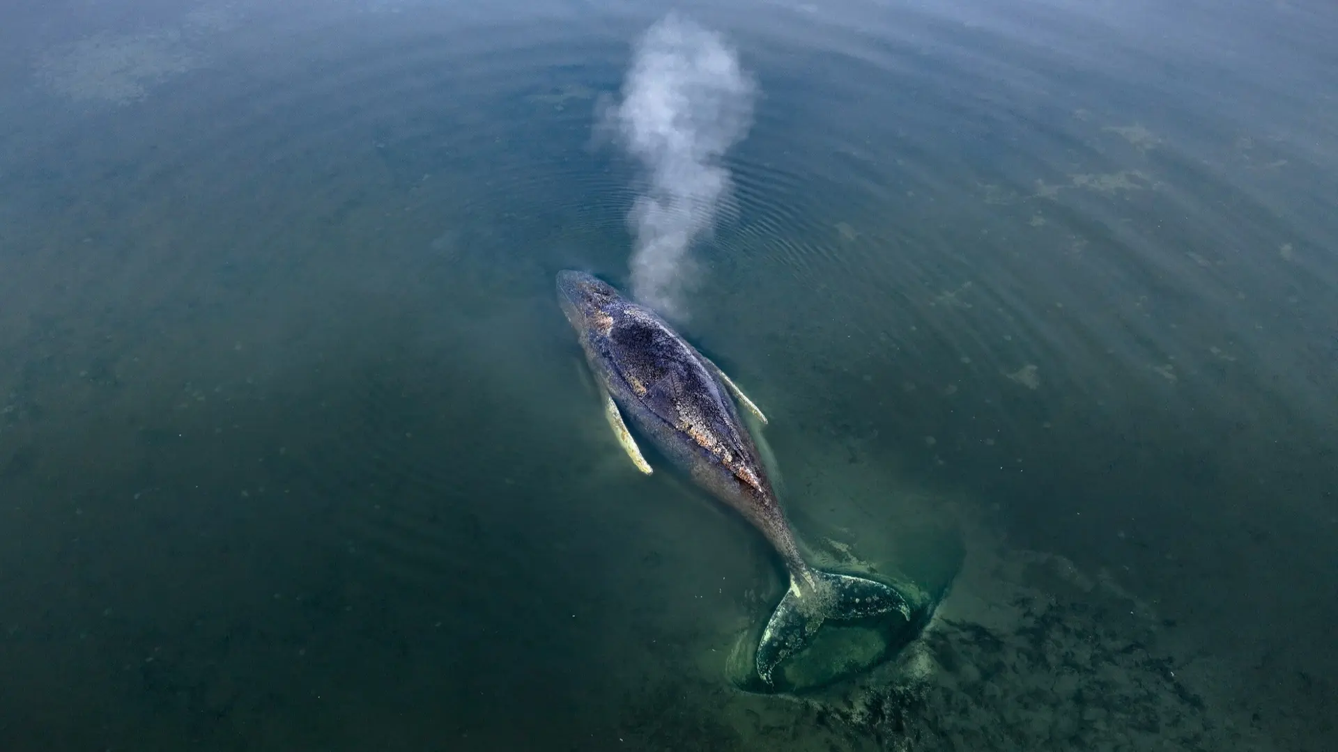 Verirrter Buckelwal in der Ostsee: Was bisher geschah