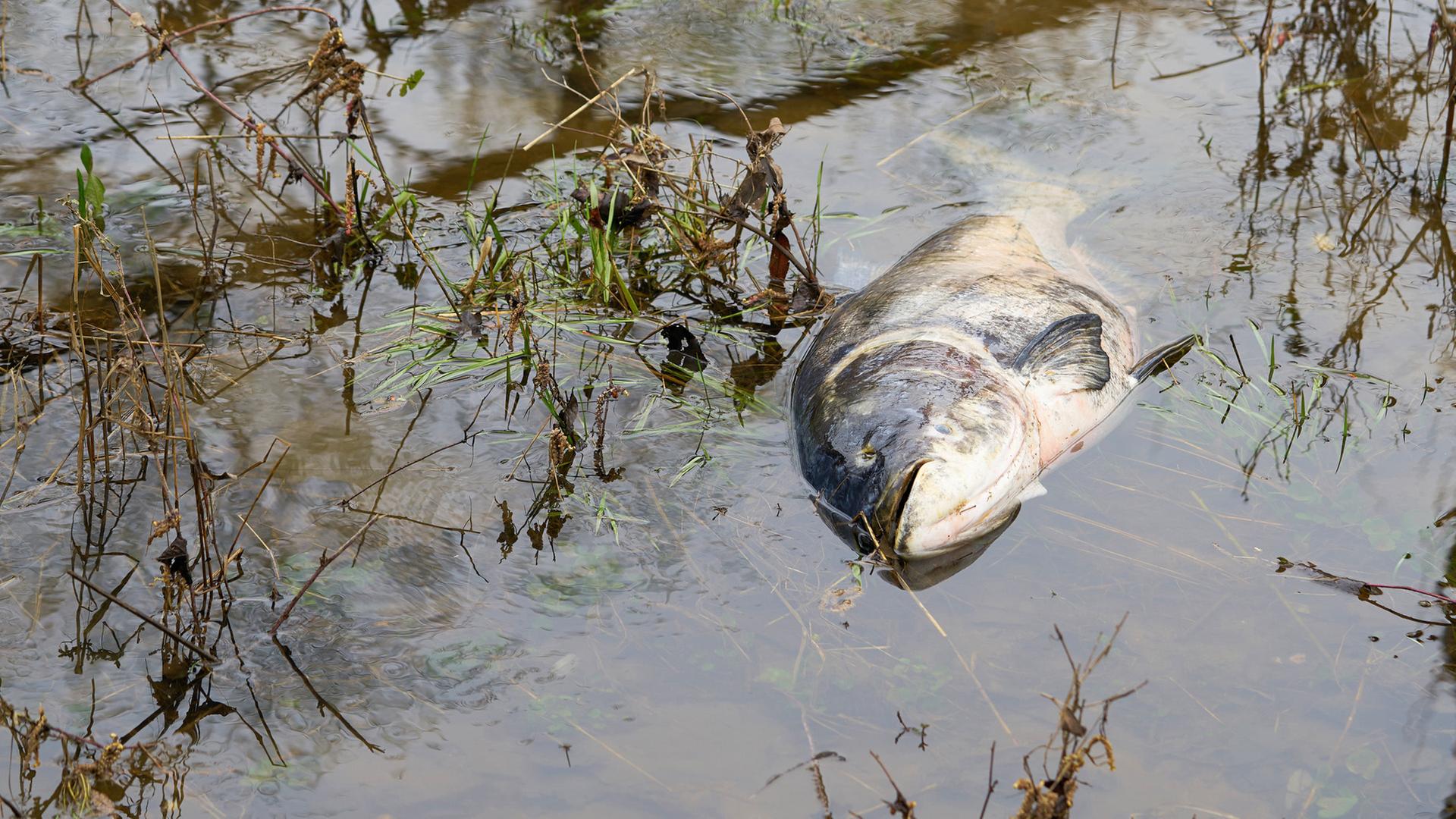 Umweltverbände warnen vor möglichem Fischsterben in der Elbe