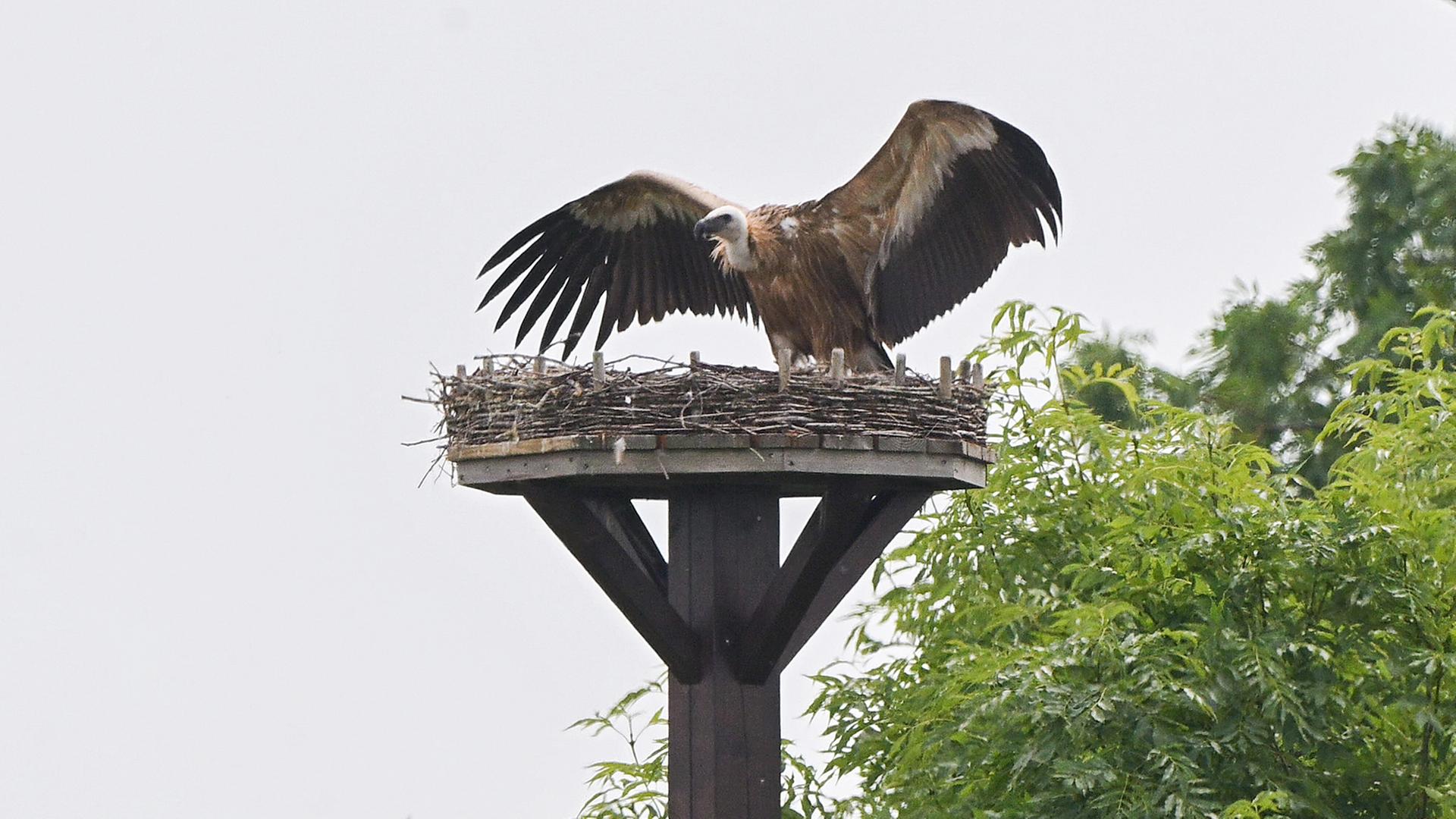 Ein Gänsegeier sitzt auf einem Storchennest in der Region Hannover. | picture alliance/dpa | Julian Stratenschulte