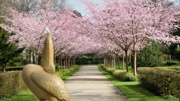 Blühende Zierkirschbäume auf dem Alten Urnenfriedhof in Kiel.