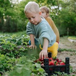 Zwei Kinder pflücken Erdbeeren.