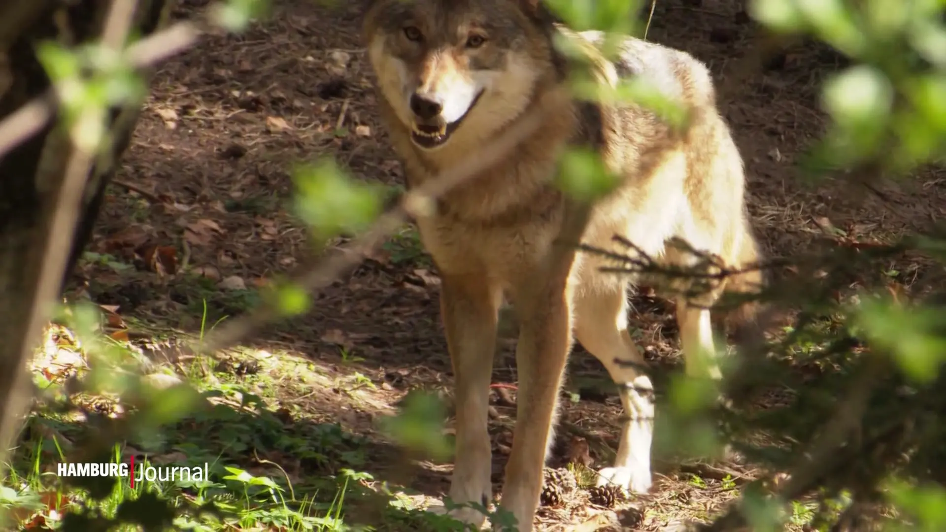 Nach Vorfall in Einkaufszentrum: Wolf ausgewildert