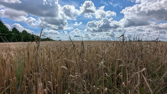 Ein Getreidefeld in Mecklenburg-Vorpommern.