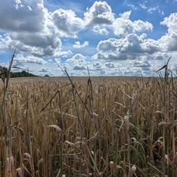 Ein Getreidefeld in Mecklenburg-Vorpommern.