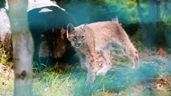 Ein Luchs in einem Gehege