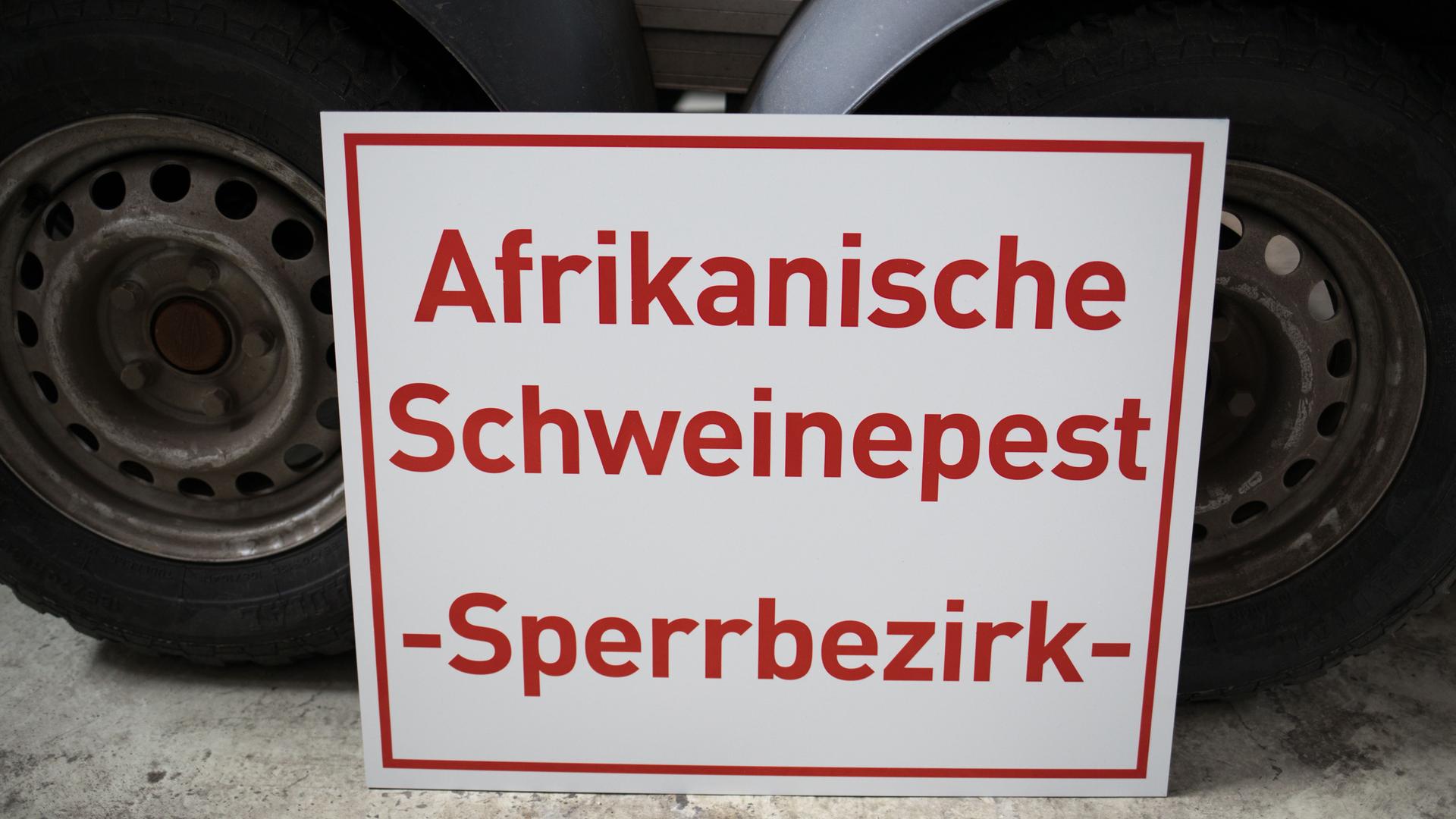 Afrikanische Schweinepest: Schluckimpfung für Schwarzwild in MV