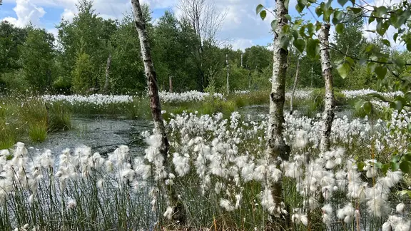 Am Moor blüht flauschiges Wollgras.
