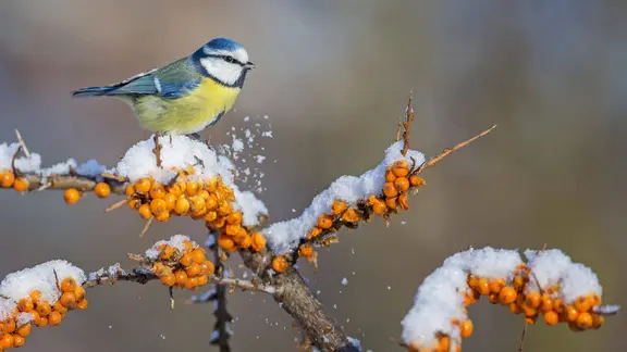 Eine Blaumeise sitzt auf einem Ast mit schneebedeckten Sanddornbeeren