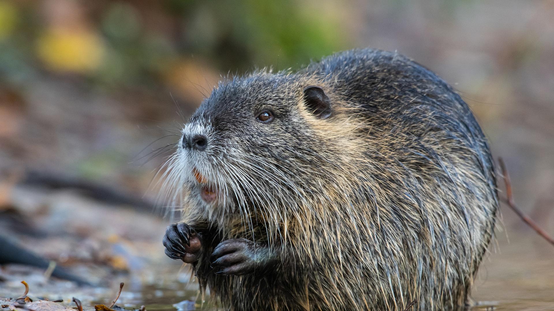 Brauner Nutria sitzt in einer Pfütze. | KJS - Kreisjägerschaft Pinneberg