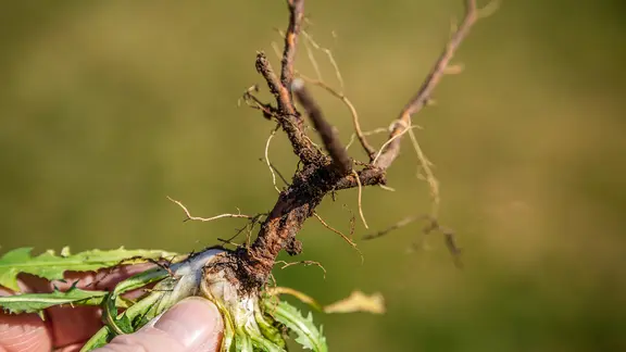Lwenzahn: Viel mehr als lstiges Unkraut im Garten | ndr.de