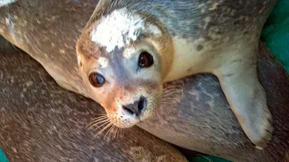 Heuler auf dem Weg in die Nordsee werden mit weißer Farbe markiert.
