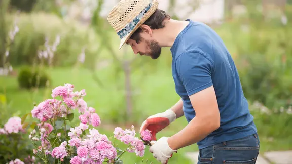 Ein Mann beschneidet eine blühende Rose im Garten