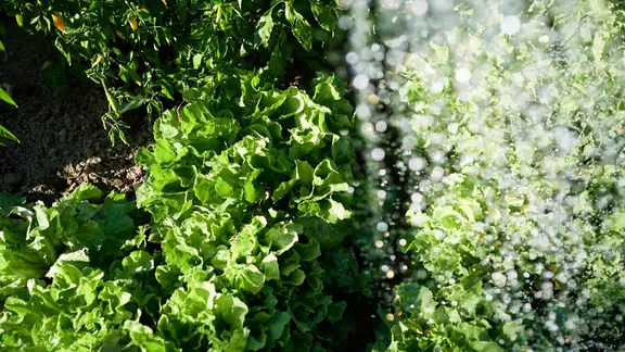 Salatpflanzen im Gemüsebeet werden gegossen
