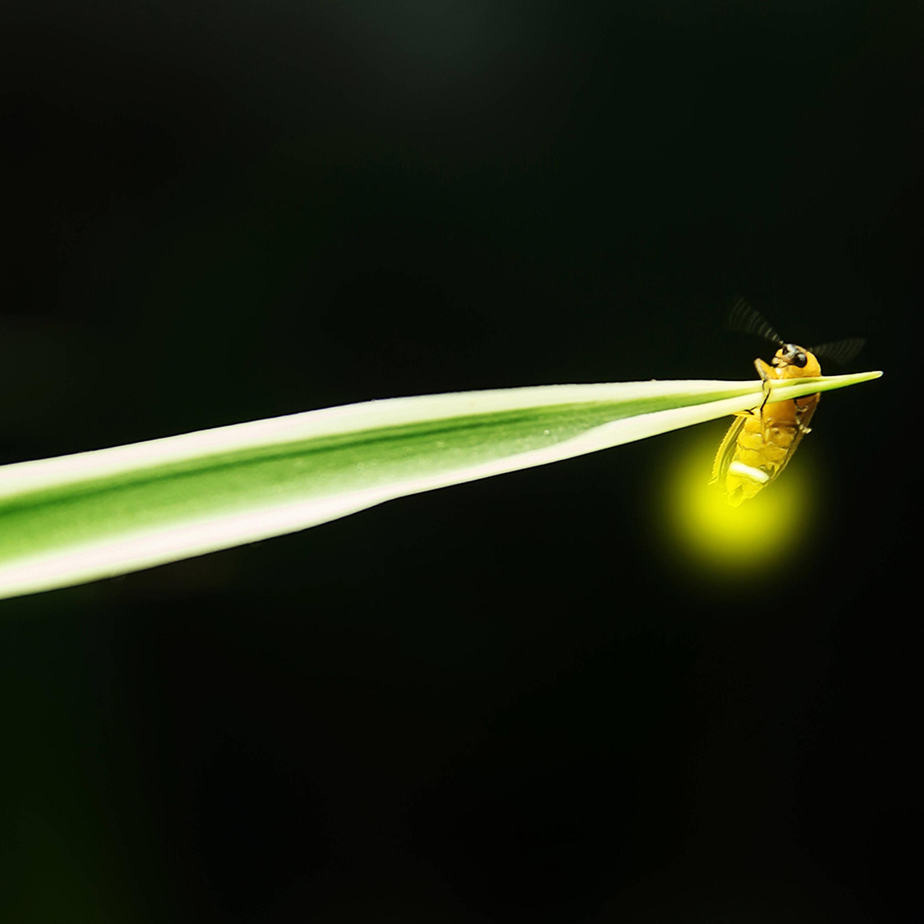 Synapsen – ein Wissenschaftspodcast