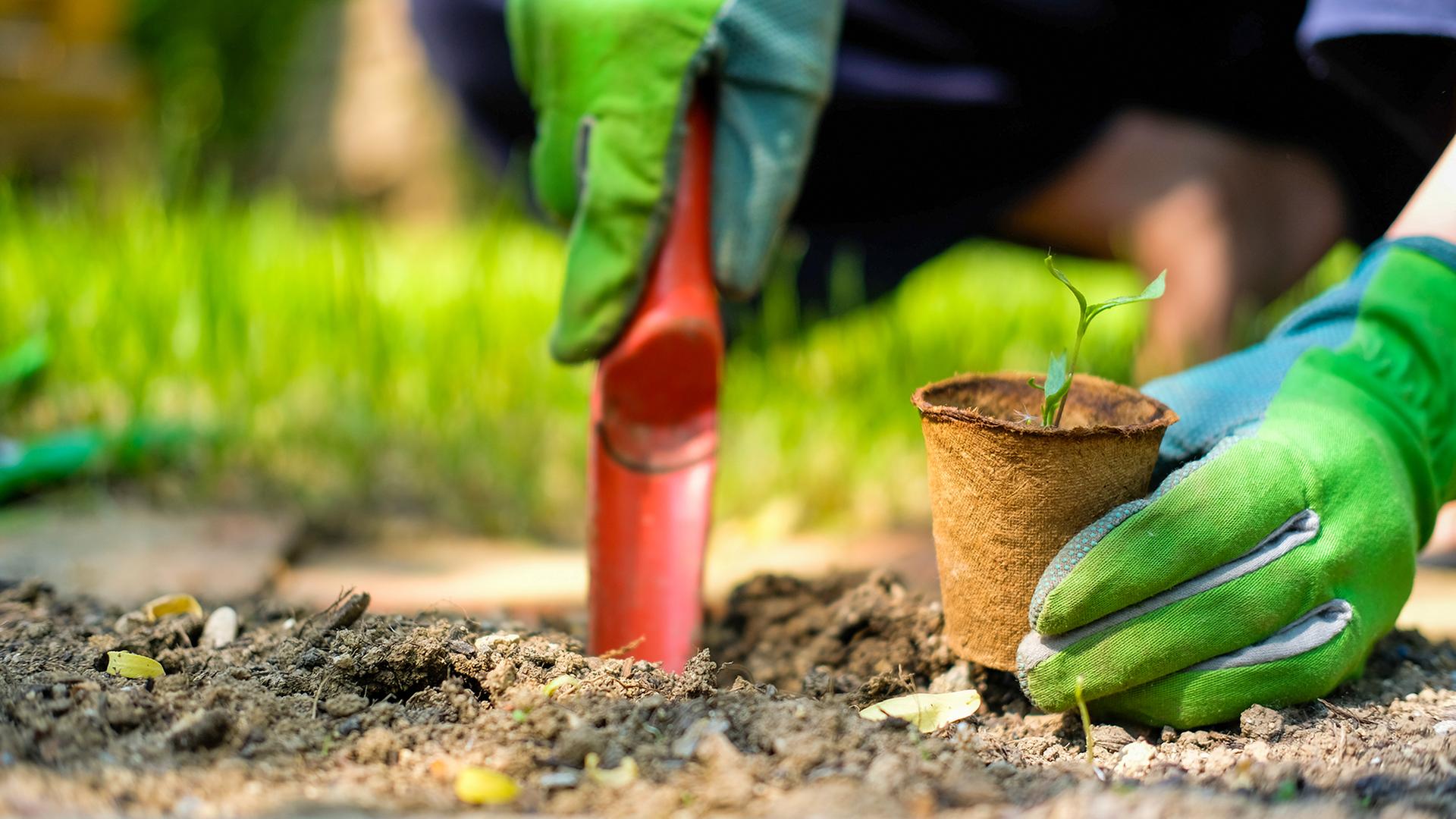 Ein Setzling wird von einer Person mit Gartenhandschuhen in die Erde gesetzt | AdobeStock/s-motive