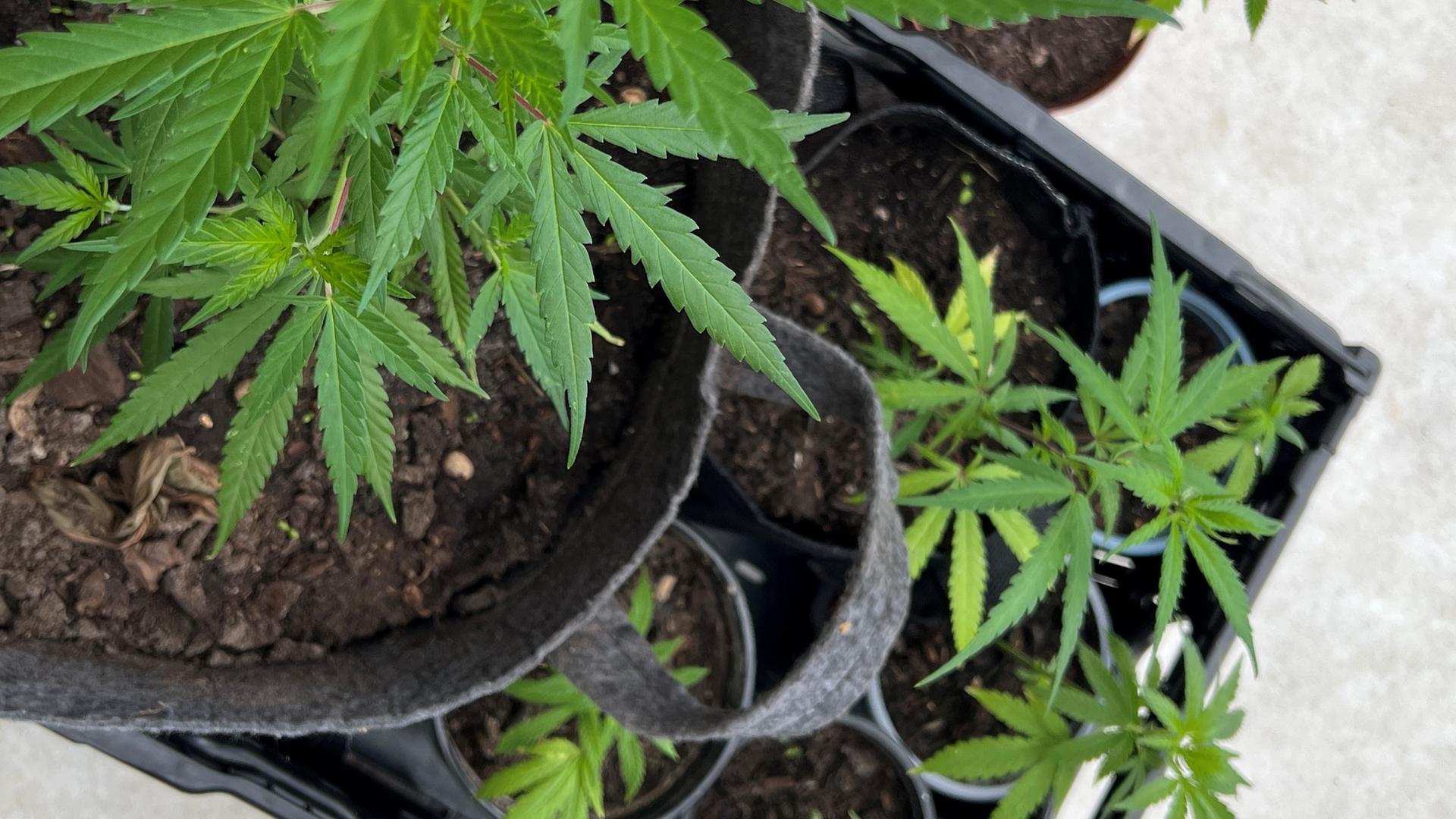 Mehrere Stecklinge von Cannabis-Pflanzen. | NDR