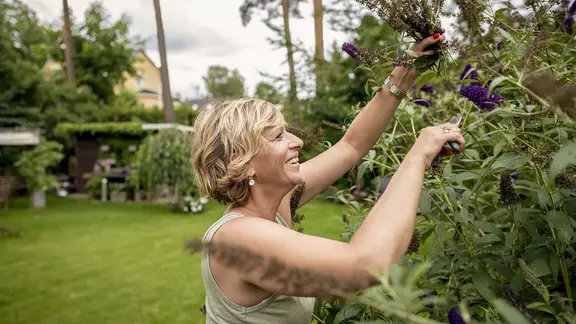 Das Ausputzen der Rispen verlängert die Blütezeit. | PantherMedia, Westend61 Premium Eine Frau schneidet verblühte Zweige eines Schmetterlingflieders