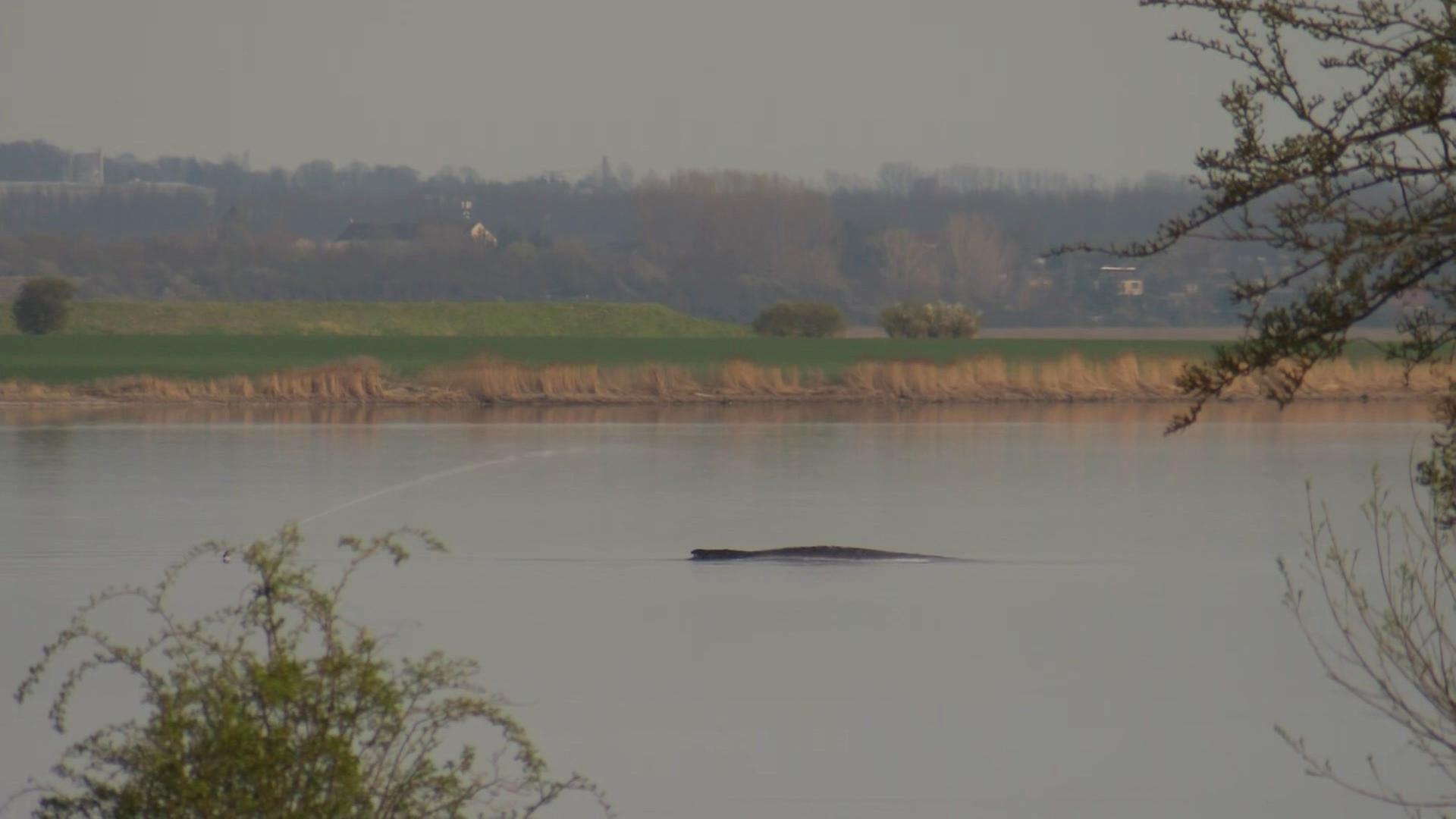 Buckelwal in der Ostsee: Neuer Rettungsversuch vor Poel