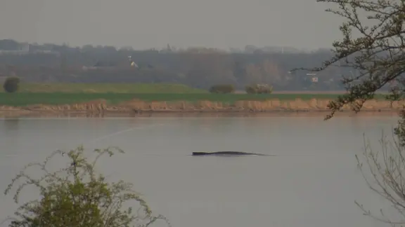 Der gestrandete Buckelwal liegt im flachen Wasser vor Poel.