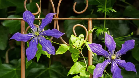 Clematis mit lilafarbener Blüte an einem Rankgitter