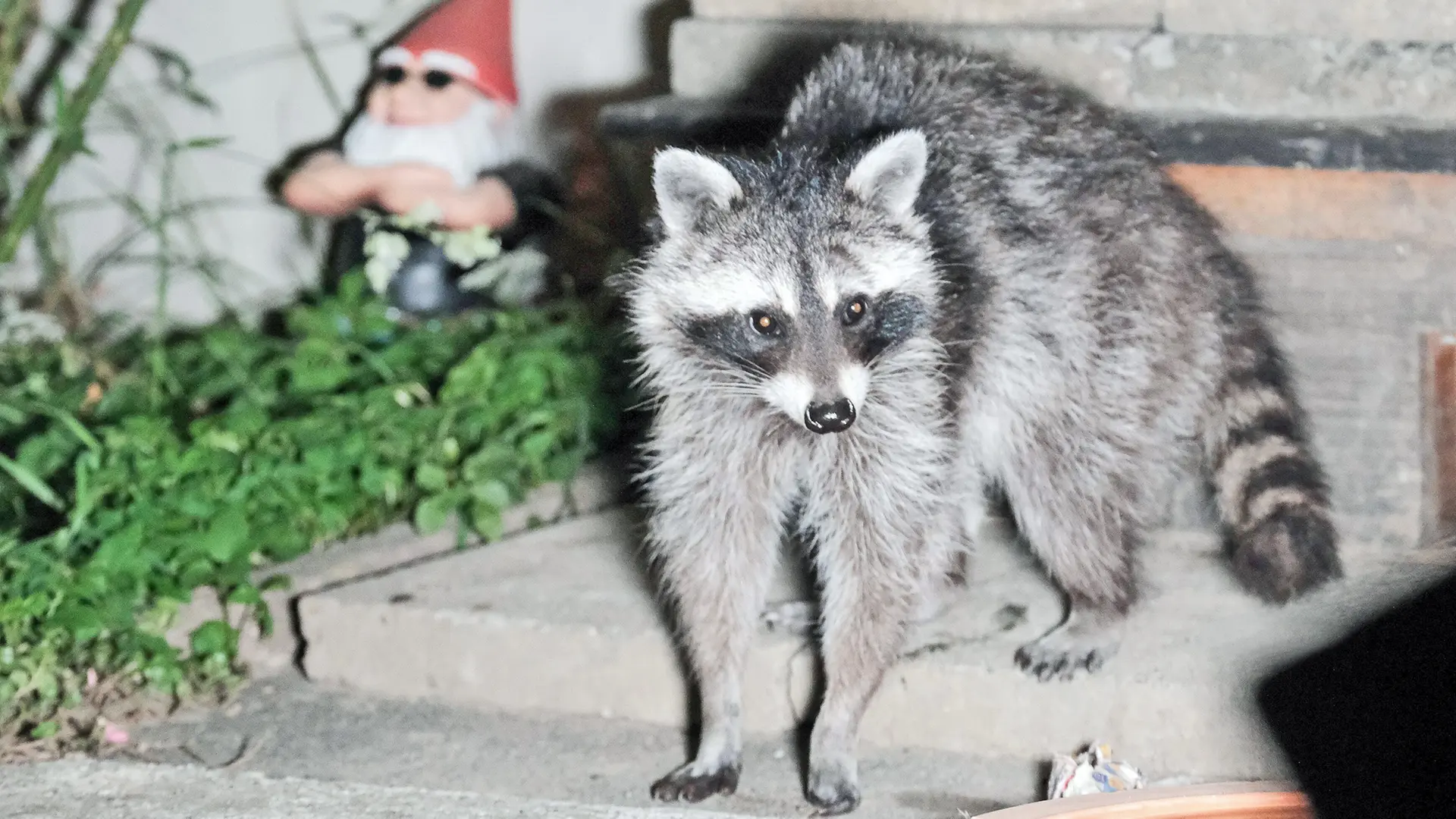 Getting rid of raccoons: How to get rid of the animals in your garden