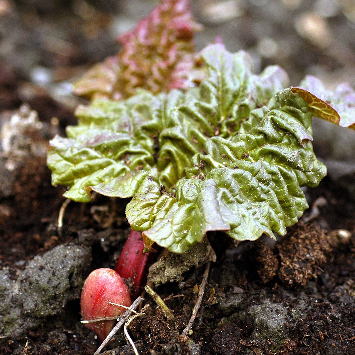 compo grow dünger COMPO Grow Organic Duopack: Wachstums- und Blütedünger Starterkit main image 1