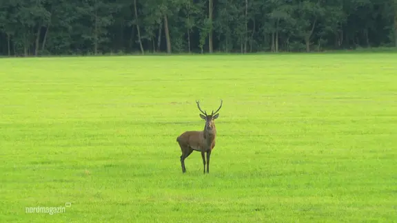 Ein Hirsch auf einer Wiese.