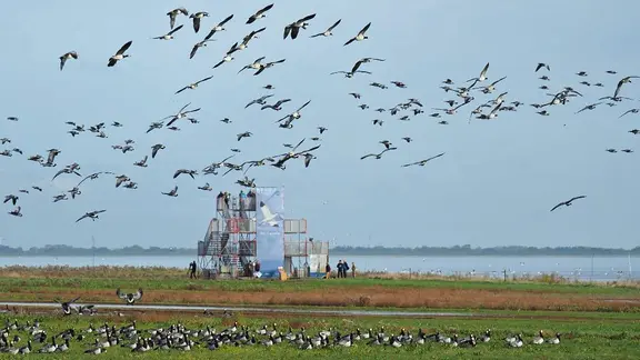 Im "Vogelturm" am Vareler Watt können Besucher nicht nur Vögel beobachten, sondern auch mit Fachleuten ins Gespräch kommen. | Nationalpark Niedersächsisches Wattenmeer, Claus Schulz Nonnengänse am Beobachtungsturm am Vareler Hafen