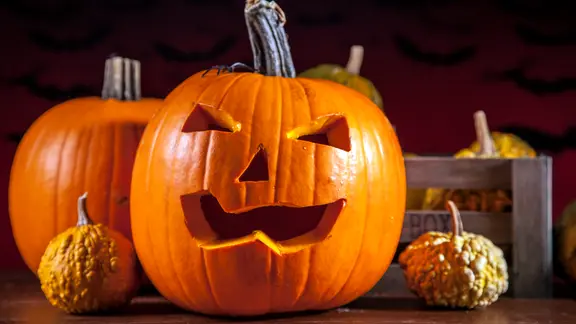 Ein geschnitzter Halloween-Kürbis, daneben zwei kleine Zierkürbisse. | Colourbox, Bruno Weltmann Ein geschnitzter Halloween-Kürbis, daneben zwei kleine Zierkürbisse.