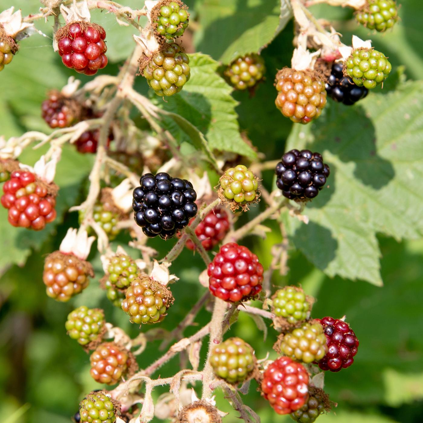 Brombeeren schneiden, pflanzen und pflegen | ndr.de