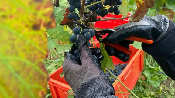 Zwei Hände mit einer Schere in der Hand schneiden Trauben von einem Weinstock.