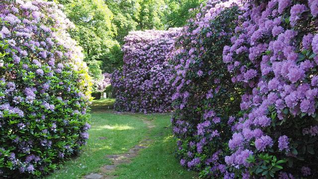 rhododendron yaku angel Yaku Princess Rhododendron