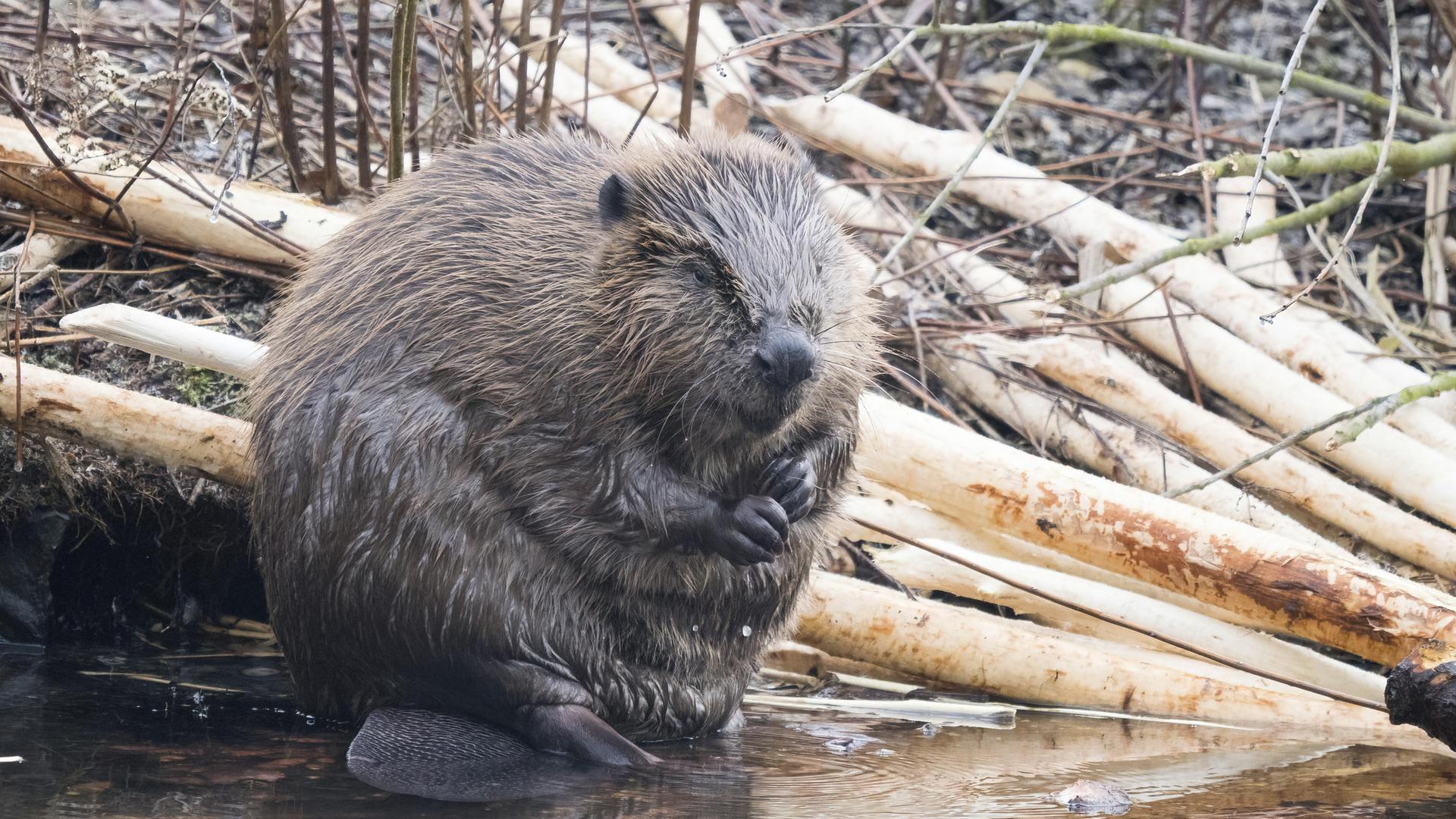 Ein Biber (Castor fiber) sitzt am Wasser umgeben von angenagten Ästen in einer feuchten Umgebung (Themenbild). | picture alliance/imageBROKER, Wilfried Martin
