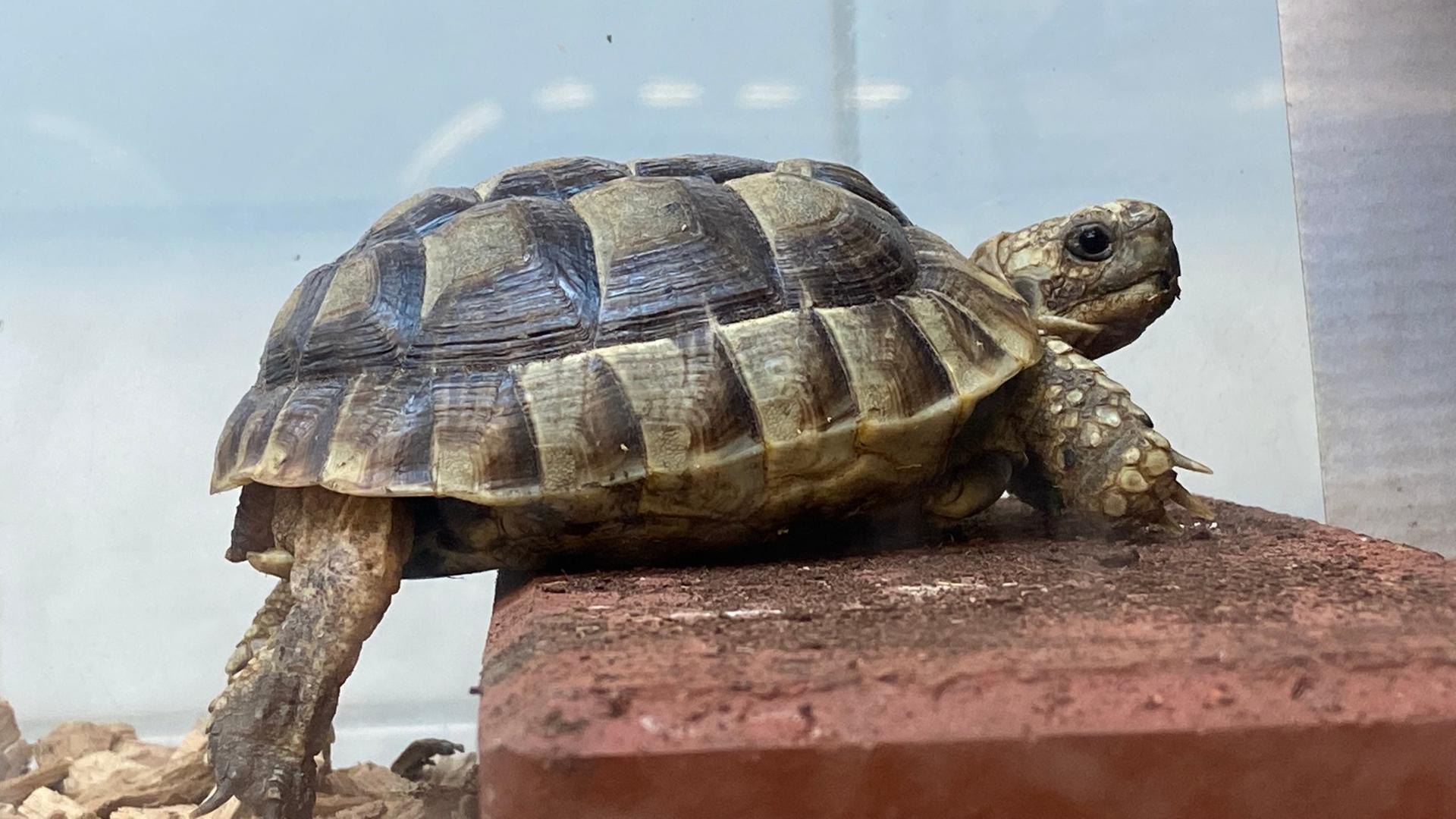 Eine kleine Schildkröte klettert auf einen roten Backstein.  | NDR, Janek Wiechers