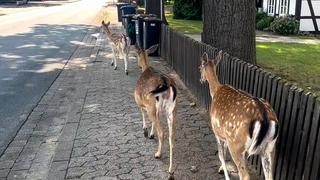 Damwild schlendert durch Großenheidorn am Steinhuder Meer.