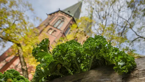 Grünkohl-Sushi: Oldenburger werden beim Wintergemüse kreativ | ndr.de Grünkohl-Sushi: Oldenburger werden beim Wintergemüse kreativ | ndr.de