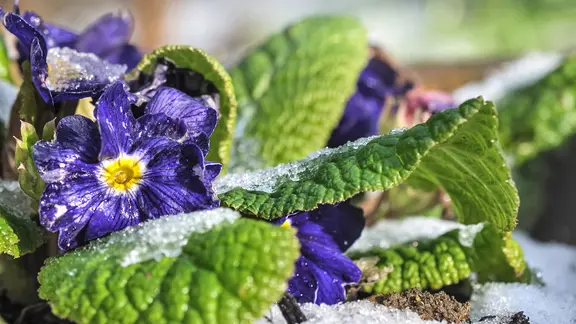 Eine mit Eis bedeckte blühende Primel im Garten.