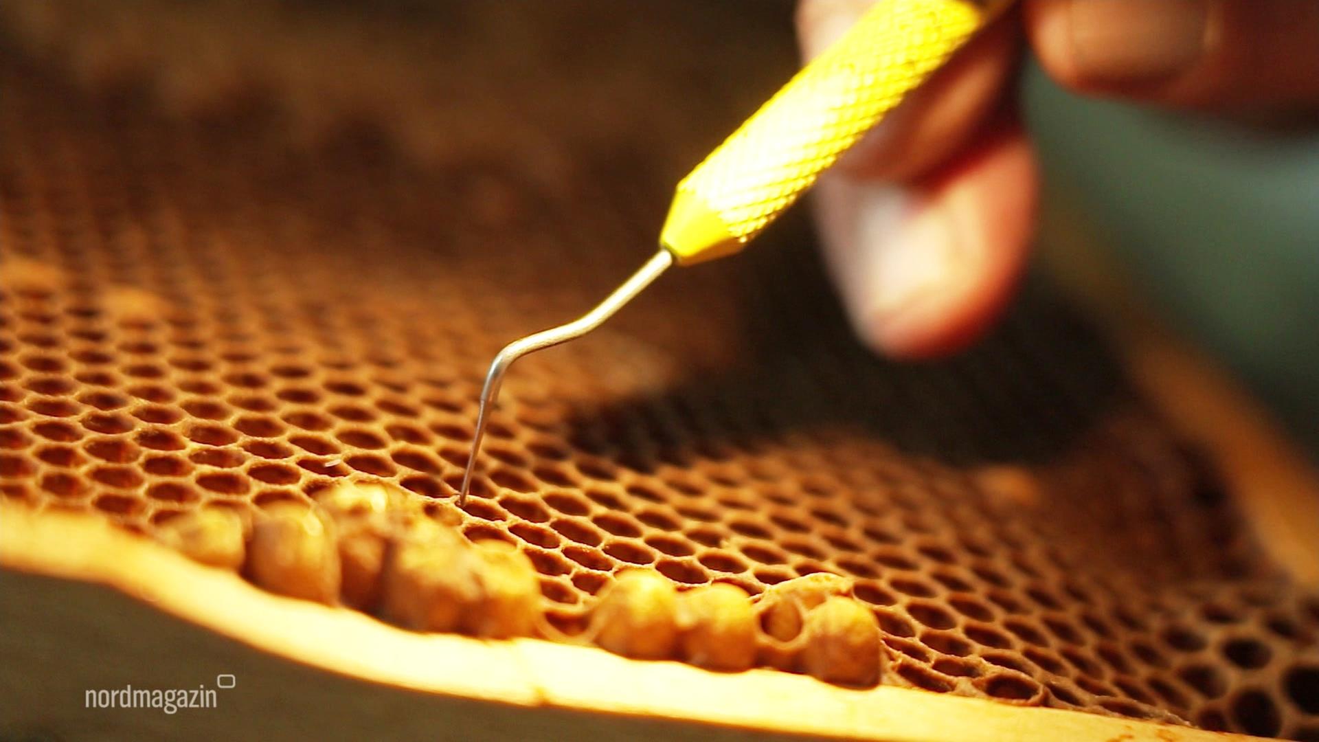 Bienenzuchtzentrum in Bantin sorgt für Nachwuchs