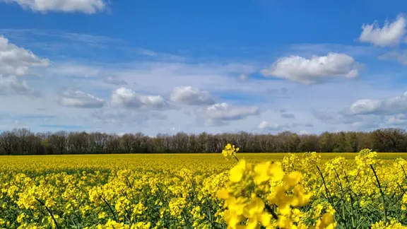 Raps blüht auf einem Feld.