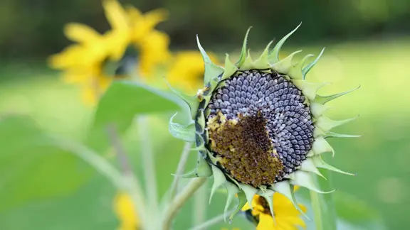 welchen dünger für alle gartenpflanzen Purgrün Blumendünger 1 Liter main image 0