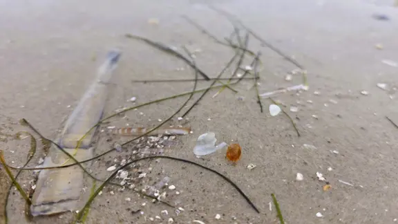 Finderglück: Bernstein am Strand von St. Peter-Ording. | Rachel Zahlmann Ein Bernstein am Strand.