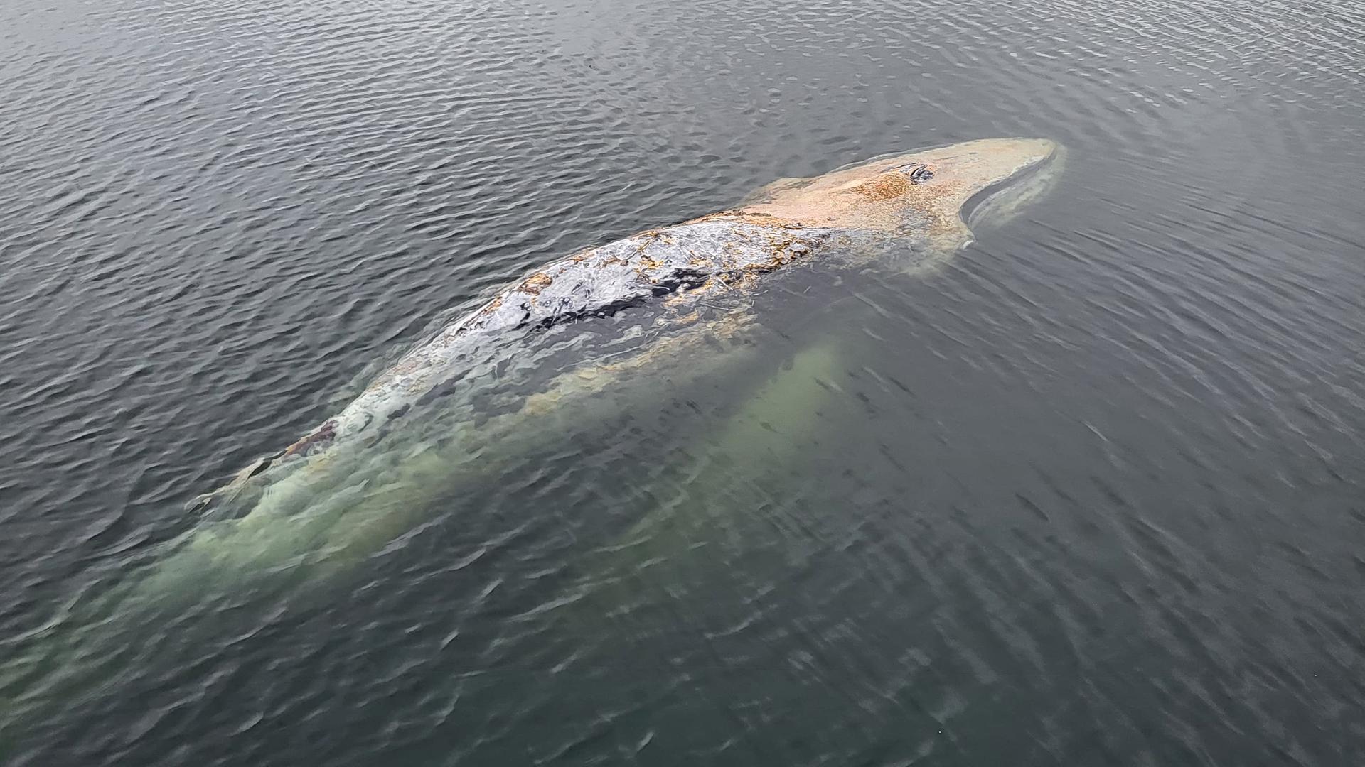 Buckelwal aus Kiel heute in Flensburger Förde gesichtet