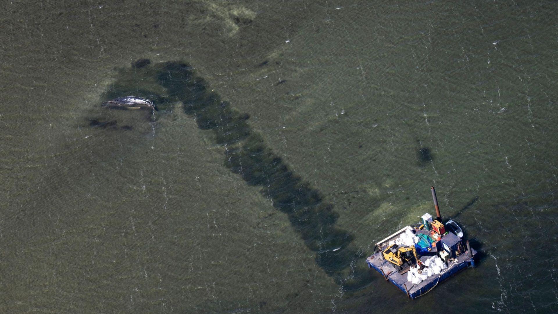 Wal und Ponton in der Ostsee von oben | Philip Dulian/dpa