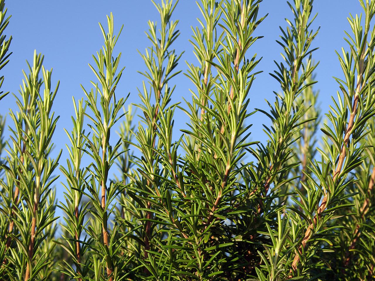 welchen dünger für kirschbaum Bio-Kirschbaum-Dünger kaufen main image 1