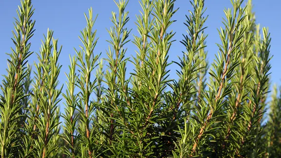 Rosmarin vor blauem Himmel. | Colourbox, cuhlefotos Rosmarin vor blauem Himmel.
