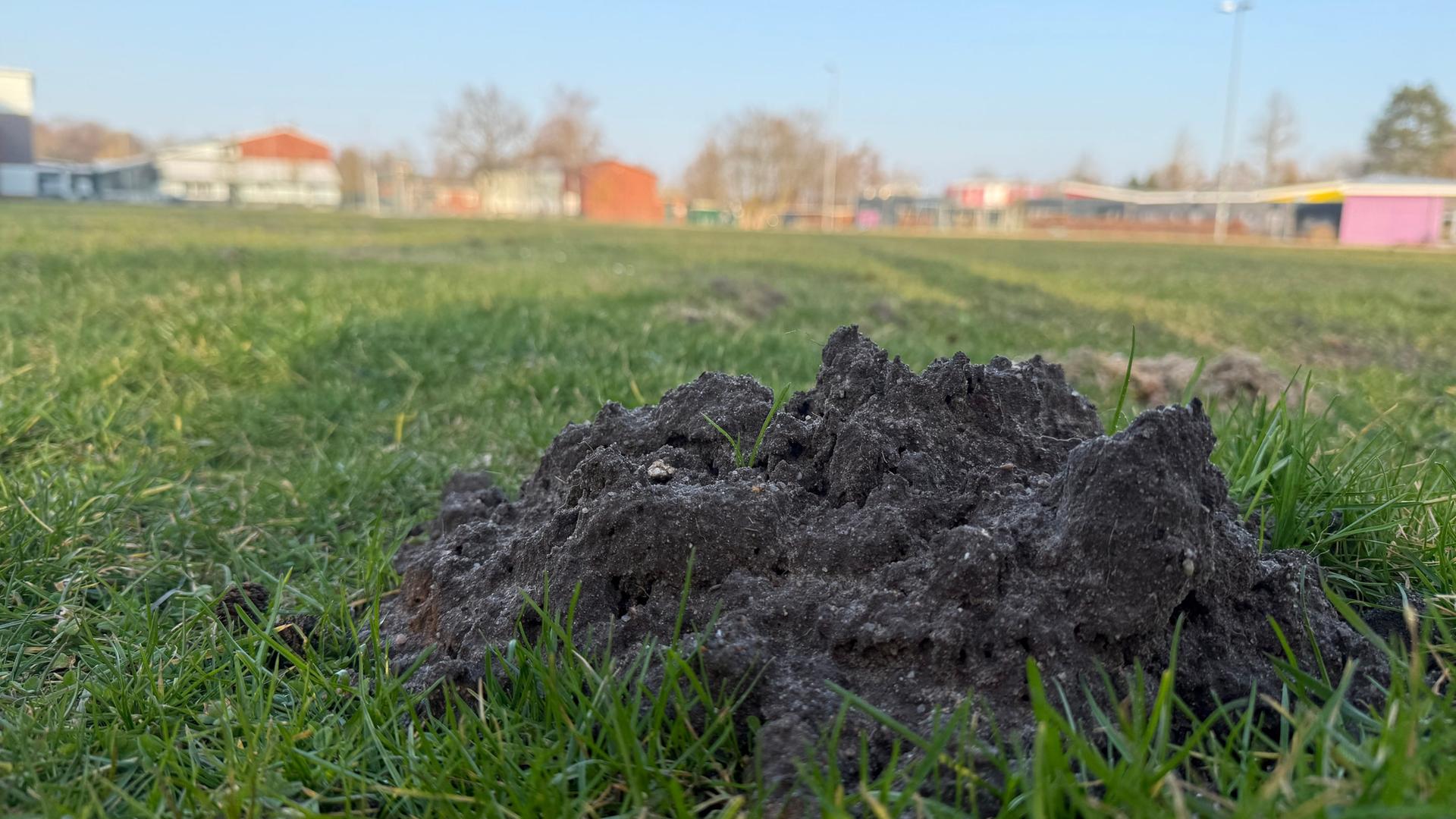 Ein Maulwurfshügel auf einem Sportplatz | NDR/Thees Jagels