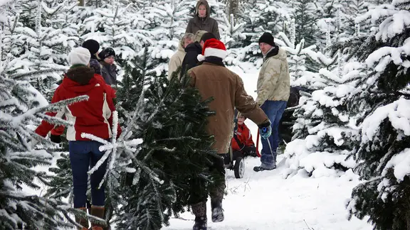 Einen Weihnachtsbaum selbst zu schlagen, ist ein besonderes Erlebnis. | Gut Augustenhof, Gut Augustenhof Menschen tragen einen frisch gefällten Weihnachtsbaum durch eine verschneite Schonung.