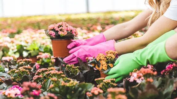 Flammendes Kthchen: Die richtige Pflege fr die Kalanchoe-Art | ndr.de