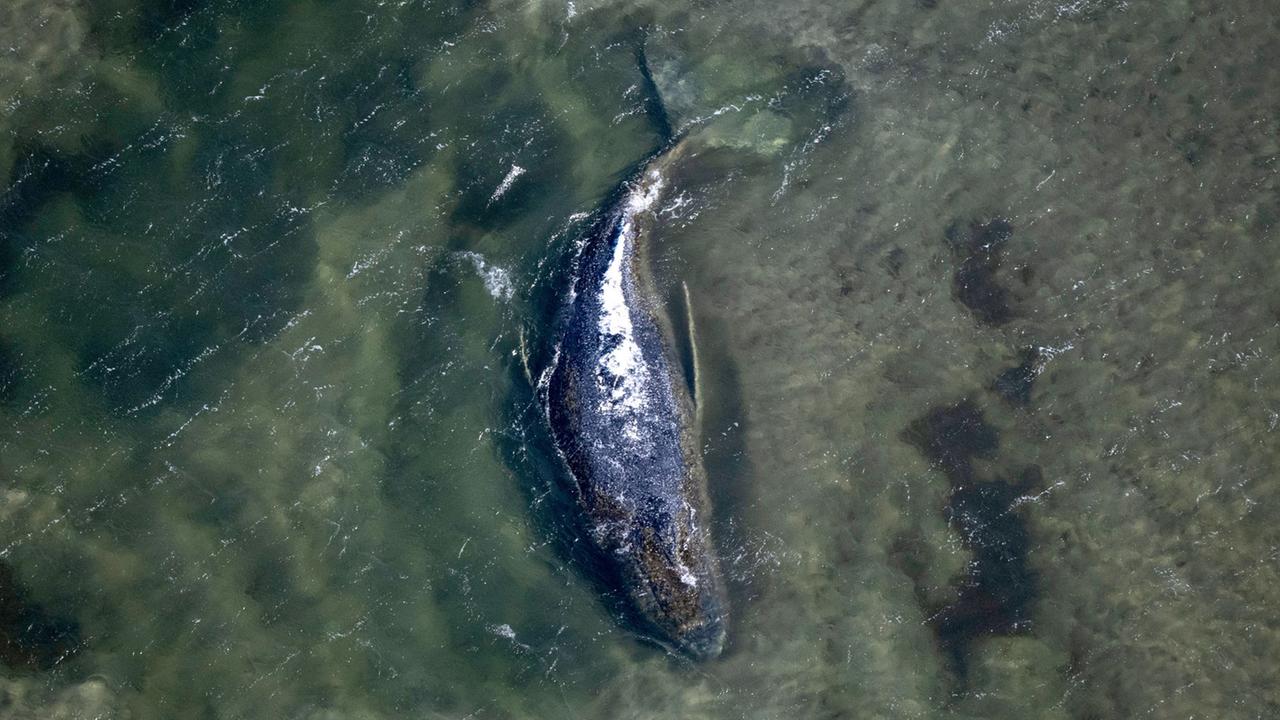 Vorbereitungen für Wal-Transport angelaufen