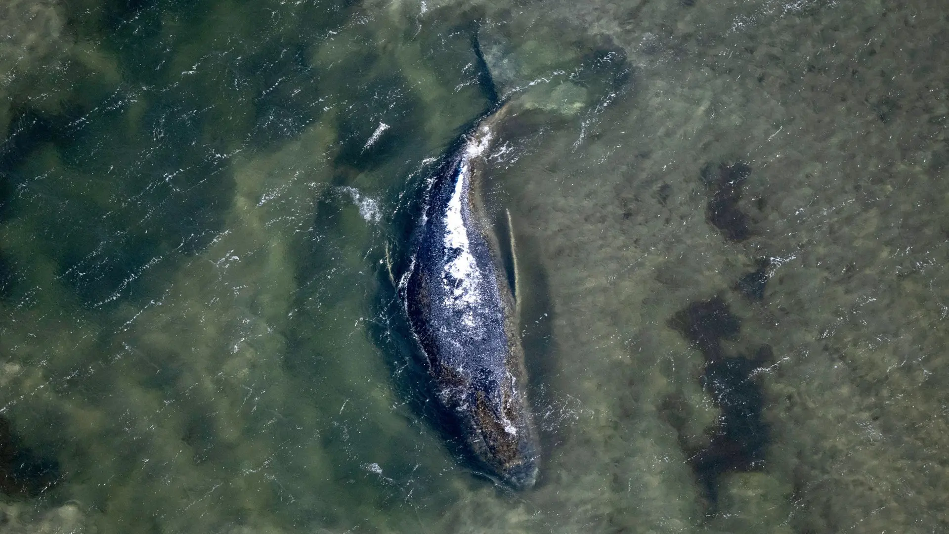 Ostsee-Wal vor Poel: Transport-Schute auf dem Weg nach Wismar